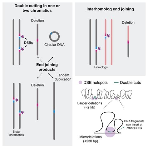 Actualit S Scientifiques M Dicales Cell Souris Lign Egerminale