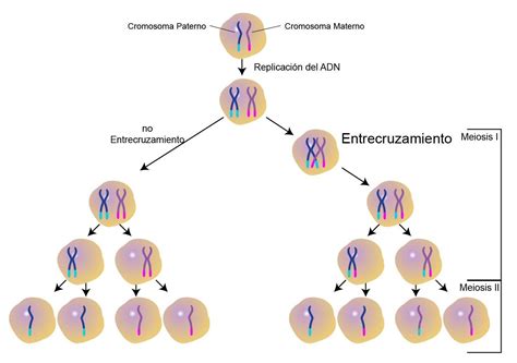 Apareamiento De Cromosomas Paterno Y Materno Brainly Lat