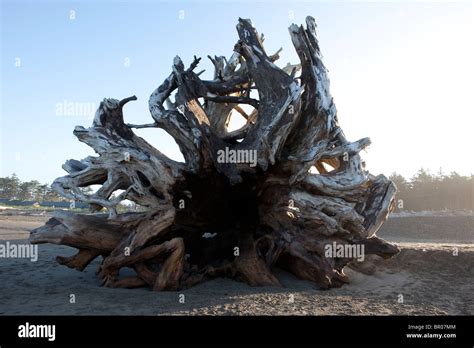 Huge Tree Trunk Washed Up On Beach In The Pacific Northwest Stock Photo