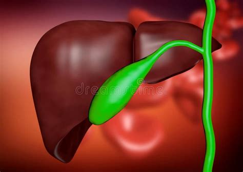 Enlarged Gallbladder In Clinical Examination For Stones And Diseases