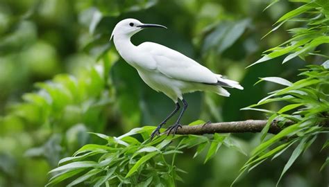 discovering birds  long beaks  guide