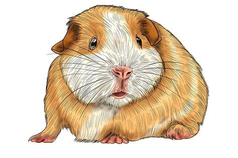 Guinea Pig Realistic Drawing - ToddCruz Blog