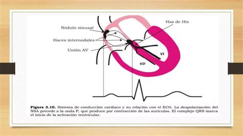 Electrocardiograma Basico Diapos PPT