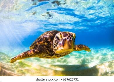 Endangered Hawaiian Green Sea Turtle Stock Photo (Edit Now) 629625677