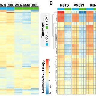 Multigenerational Cell Fate Mapping Analysis Reveals Three Distinct