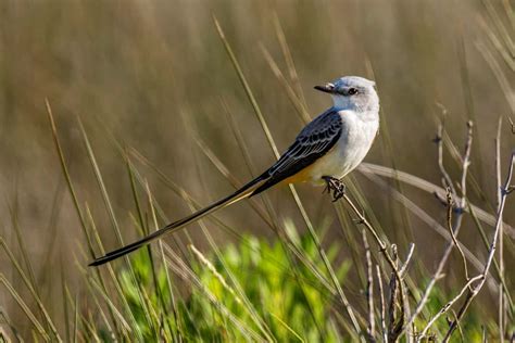 Scissor Tailed Flycatcher A Z Animals