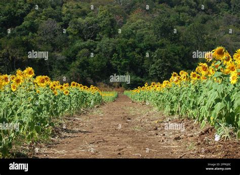 Common Sunflower Plant Or Helianthus Annuus Flora Tree On Garden Park