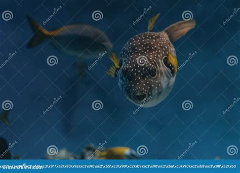 Amazing Close Up Of Fish In The Oceanarium Stock Image Image Of