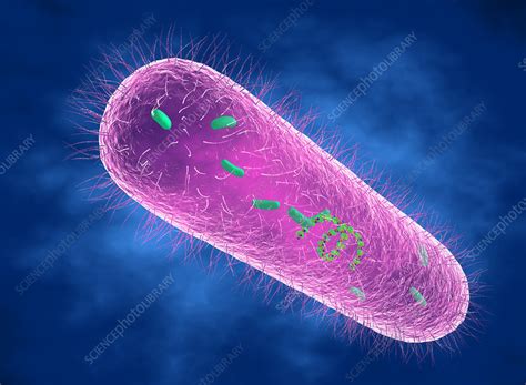 pseudomonas aeruginosa bacterium, illustration - Stock Image - F031 ... 