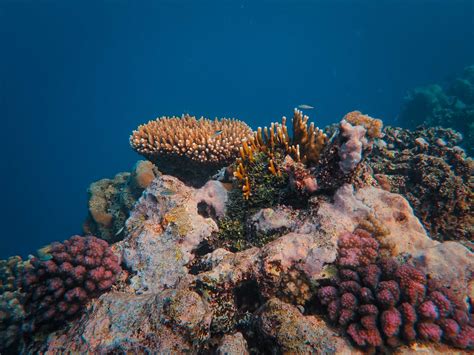 A Coral Reef With Fish Photo Free Farasan Island Saudi Arabia Image