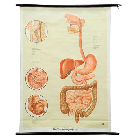 Vintage Medical Rollable Poster Wall Chart Digestive System Food Organs The Best Porn Website