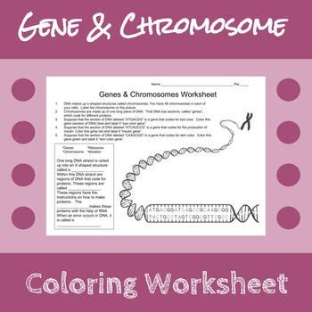 Gene Chromosome Coloring Worksheet By Erin Frankson Tpt