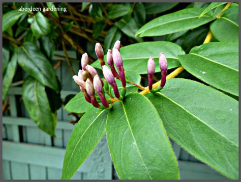 Evergreen Honeysuckle Lonicera Henryi