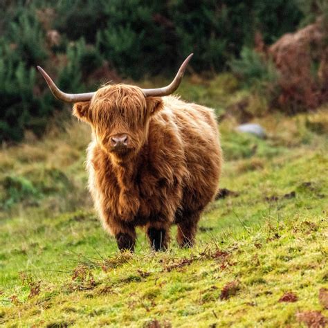 Meet the highland cattle scotland s majestic cows and bulls – Artofit