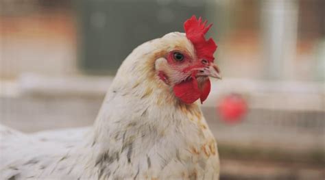 Highly Pathogenic Avian Influenza Confirmed In Missouri Commercial Poultry Flock Morning Ag Clips