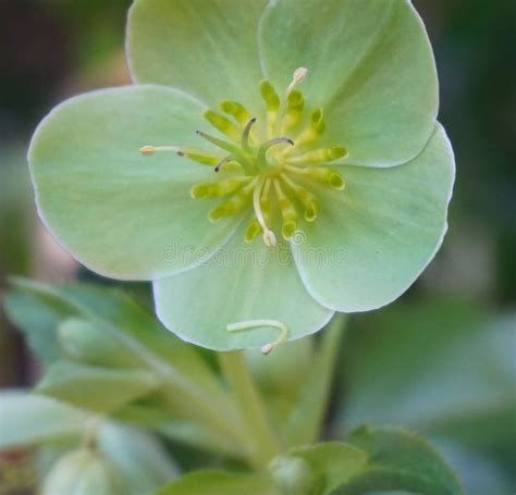 Helleborus Viridis Flower Close Up Commonly Called Green Hellebore