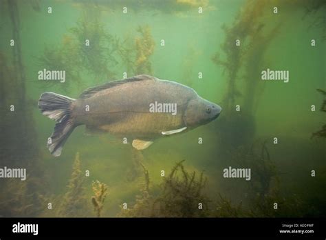 Leather carp hi-res stock photography and images - Alamy