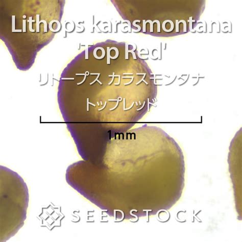 Lithops Karasmontana Top Red Seedstock