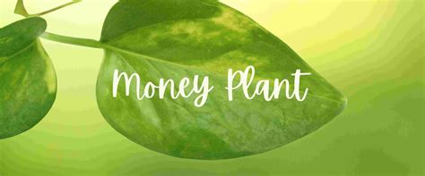 Money Plant Benefits Growth Secrets And Vastu Insights Patringa