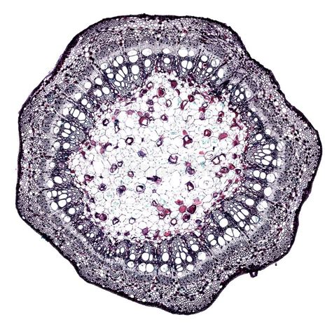 Coupe Microscopique De Section Transversale D Une Tige D Usine Sous Le