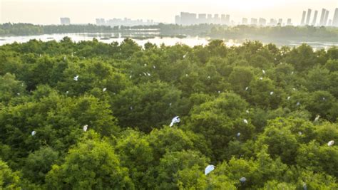 China S Top Legislature To Inspect Wetlands Conservation Law Enforcement