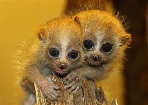 Meet Nova and Sol - Baby Pygmy Slow Loris Twins Have Names