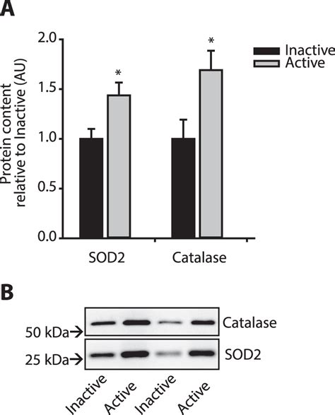 Protein Levels Of Catalase And Super Oxide Dismutase SOD2 In Men With