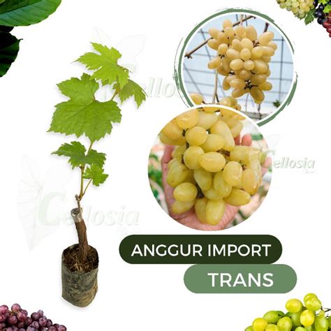 Jual Bibit Tanaman Anggur Import Grafting Bermacam Macam Jenis Shopee