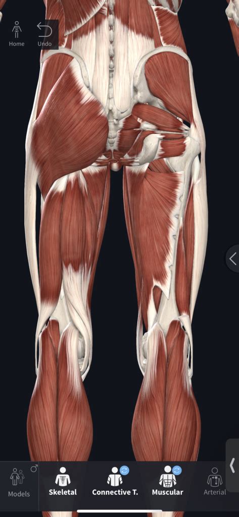 Posterior Thigh Muscle Identify Diagram Quizlet