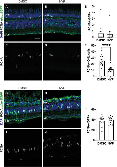 Frontiers Clcf Crlf A Mediated Signaling Is Neuroprotective And