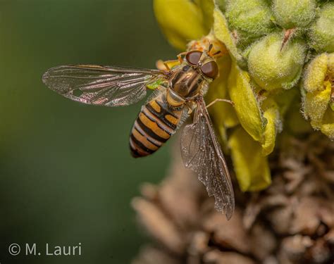 Episyrphus Balteatus Female Mark Lauri Flickr