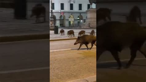 Cinghiali In Piazza De Ferrari Pieno Centro Di Genova Youtube