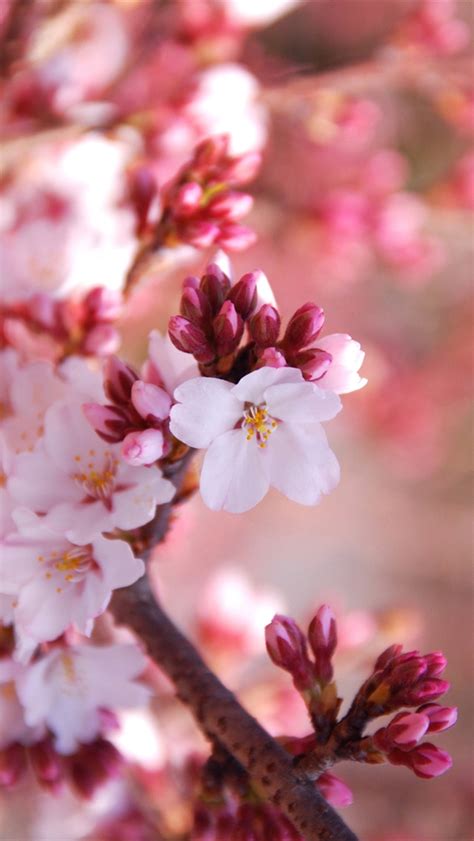 Red Cherry Blossom Wallpaper