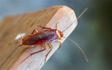 Cockroaches A Guide To Roach Identification Prevention In West TN