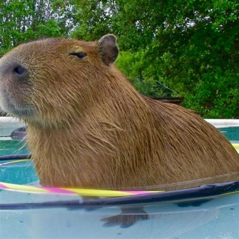 Capybara In A Swimming Pool Capybara Capybara Pet Animals