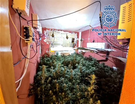 La Polic A Desmantela Un Punto De Cultivo Y Venta De Marihuana En