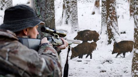 Hunting Serbia Wild boar hunting Lov u lovištu Stara planina Lov