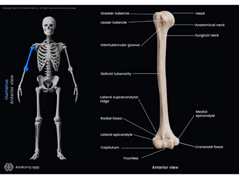 Humerus Encyclopedia Anatomy App Learn Anatomy 3d Models Articles And Quizzes