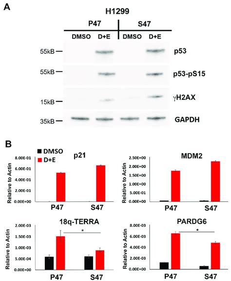 Human P53 S47 Is Deficient For DNA Damage Induced Activation Of TERRA