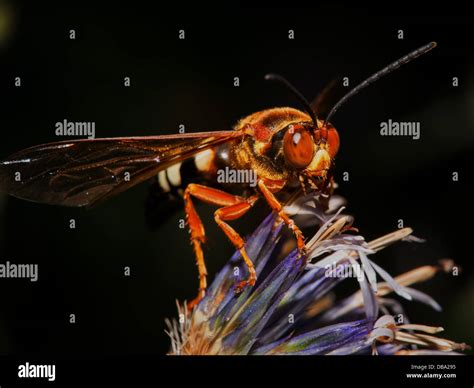 A Cicada Killer Wasp Sphecius Speciosus Gets Nectar From A Globe