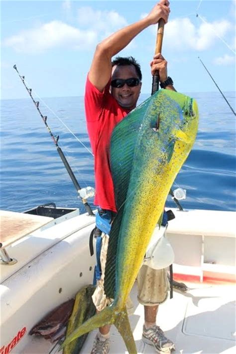 How To Catch Dorado Mahi Mahi Tips For Fishing For Dorado Mahi