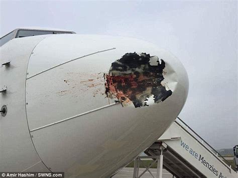 Egyptair Plane Left With Huge Hole After Striking Bird On Heathrow