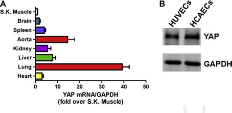 Figure From Atheroprotective Laminar Flow Inhibits Hippo Pathway