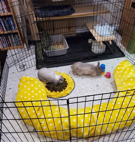 Indoor Rabbit Cage Setup For Happy And Healthy Bunnies