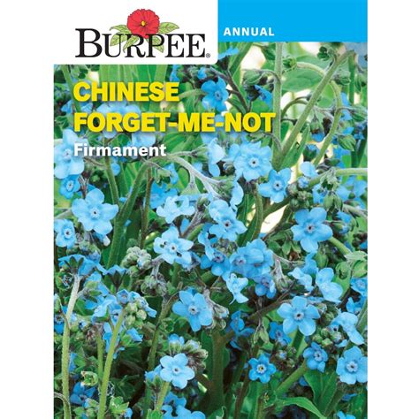 Burpee Firmament Chinese Forget Me Not Flower Seed 1 Pack