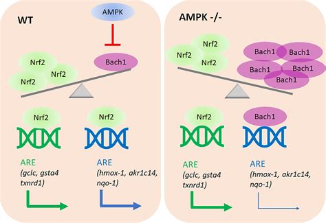 Frontiers Ampk Enhances Transcription Of Selected Nrf Target Genes