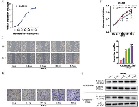 Effect Of Lncrna Casc On Osteosarcoma Cells Is Dose Dependent And