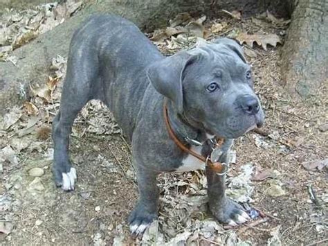 Italian Mastiff Blue Brindle Cane Corso Photo Codepromos