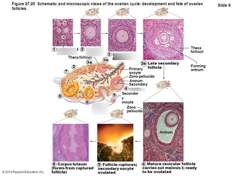 Primordial Follicle Labeled