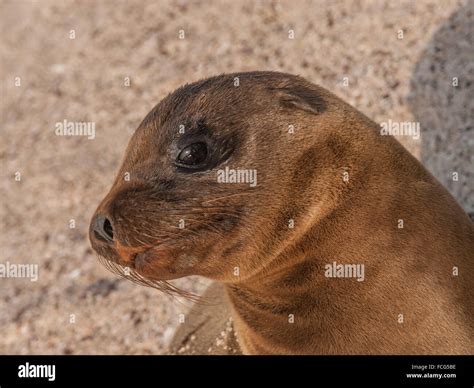 Sea Lion Eyes Hi Res Stock Photography And Images Alamy